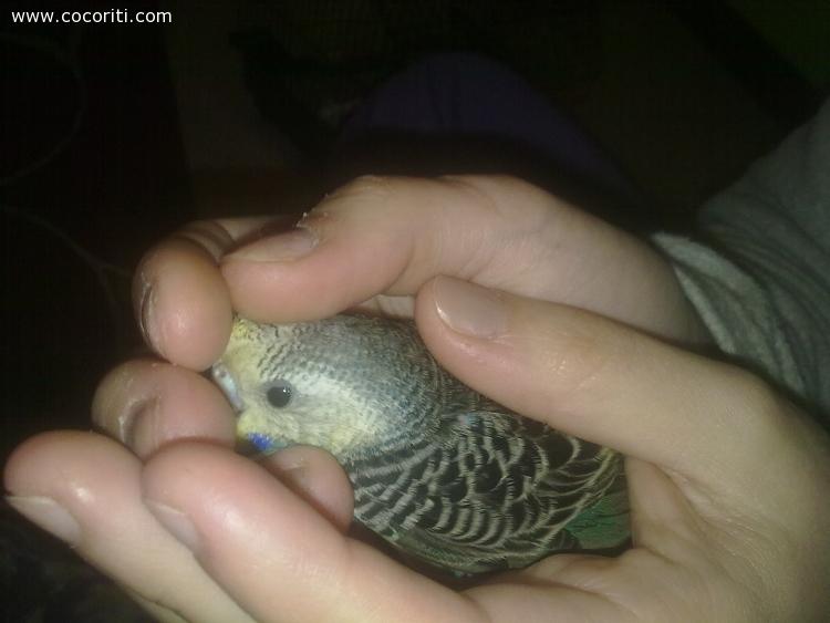 coccole